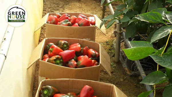 Grown by yours truly..
- Bell peppers
- Beef tomatoes
- Regular tomatoes
#Greenhouseventures 
#poivrons #bellpeppers #tomatoes