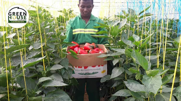 If you haven't ordered yet, you are missing out.
Can be eaten raw, grilled, used in salads, soups, sauces, marinades and what have you..
#Greenhouseventures 
#greenhouseacademycameroon 
#poivrons 
#bellpeppers