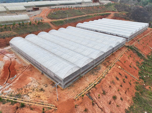We turned this hill top into an agricultural heaven. 
Where others see challenge, we see a unique opportunity
And then we transform every opportunity into a treasure