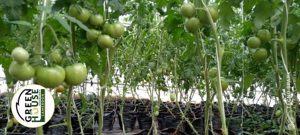 Join Our Growing Team at GreenHouse Ventures!
Are you passionate about agriculture and ready to take your career to the next level? GreenHouse Ventures is hiring Agric Technicians to join our dynamic team and contribute to sustainable farming practices. 