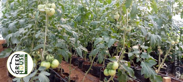We turned this hill top into an agricultural heaven. 
Where others see challenge, we see a unique opportunity
And then we transform every opportunity into a treasure